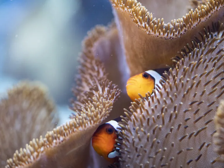 Nahaufnahme von zwei Clownfischen in einer Anemone.